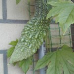 090818_0907~01 090818_0907~01.jpg